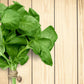 Basil