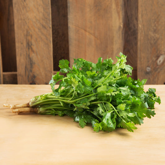 Coriander