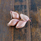 Shallot