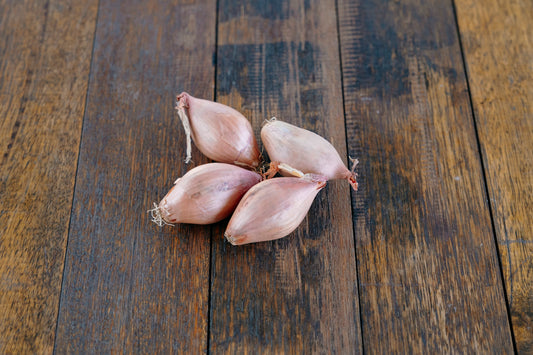 Shallot