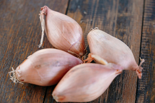 Shallot