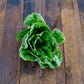 Lettuce