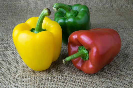 Capsicum