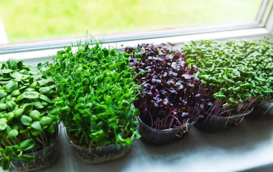 Microgreens